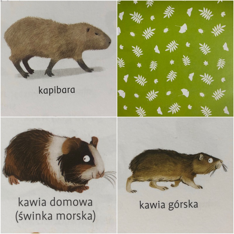 Encyklopedia Obrazkowa. 