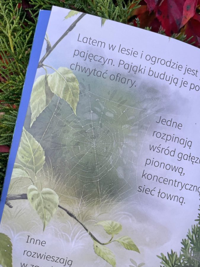 Pająki
