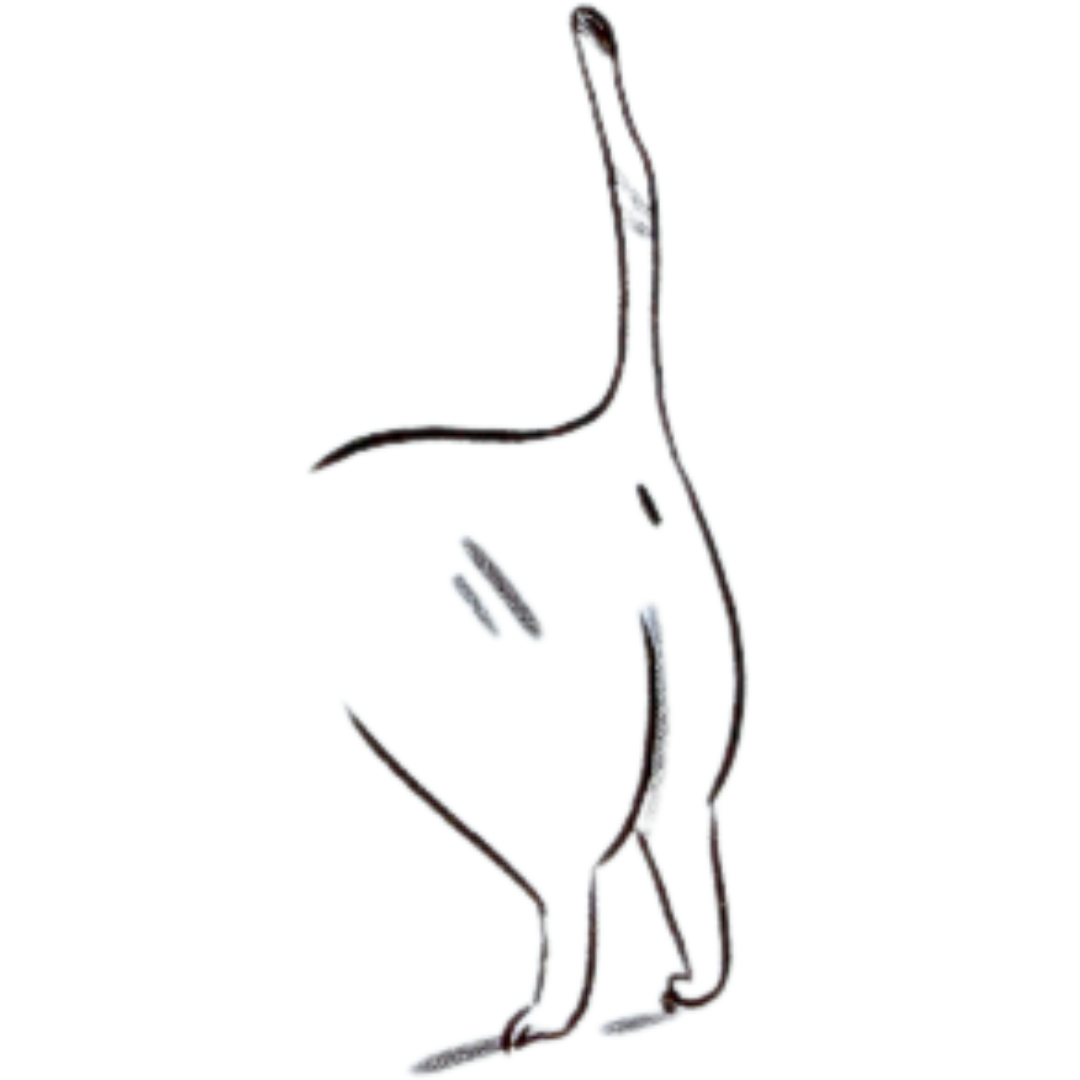 Koci zad z książki Skąd przyszedł kot?