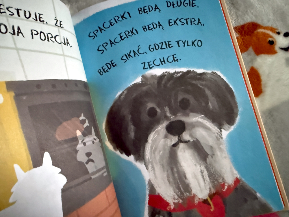 Szaro biały pies rozmyśla o spacerkach