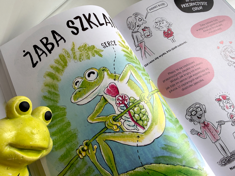 Ilustracja żaby szklanej w książce Zwierzaki Cwaniaki pokazująca półprzezroczyste ciało oraz schemat narządów wewnętrznych