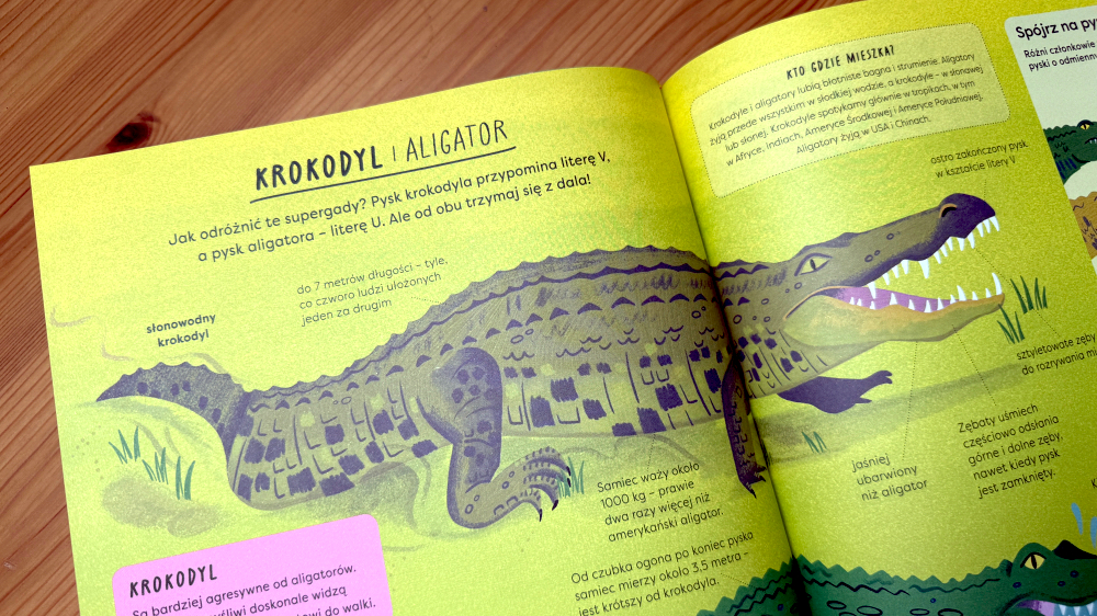 Aligator czy krokodyl - ilustracja gada w książce dla dzieci Encyklopedia rzeczy które się różnią