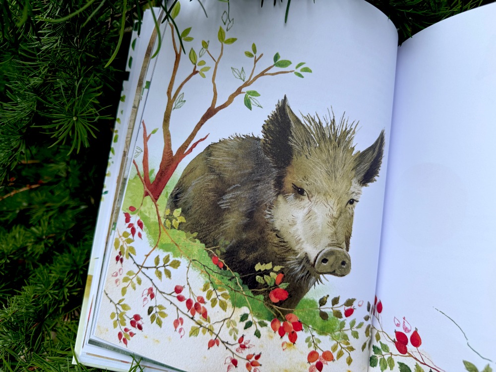 Ilustracja Dzika z bliska - sanitariusz lasu z książki W co się bawią dziki