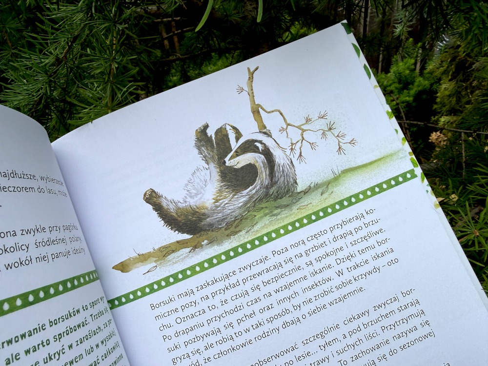 Ilustracja borsuka podczas pielęgnacji futra w książce o dzikich zwierzętach dla dzieci z detalami rysunku