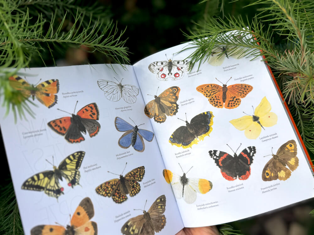 Ilustracje różnych gatunków motyli na otwartych stronach przewodnika dla młodego odkrywcy przyrody.