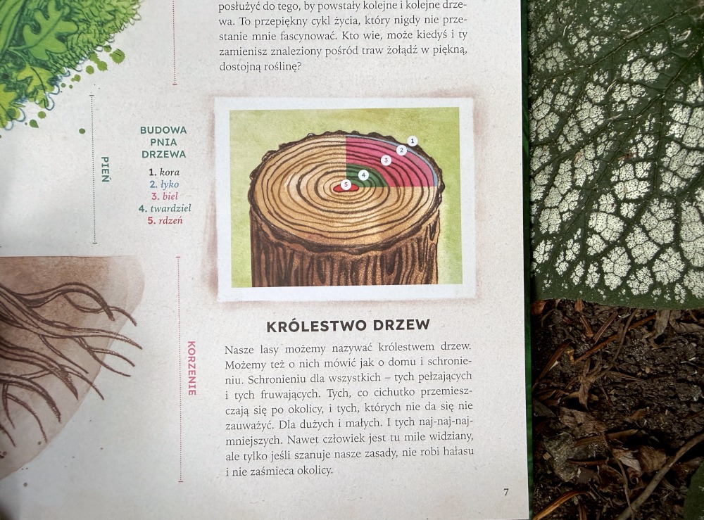 Strona z książki Las Magia natury zawierająca infografikę przedstawiającą budowę pnia drzewa