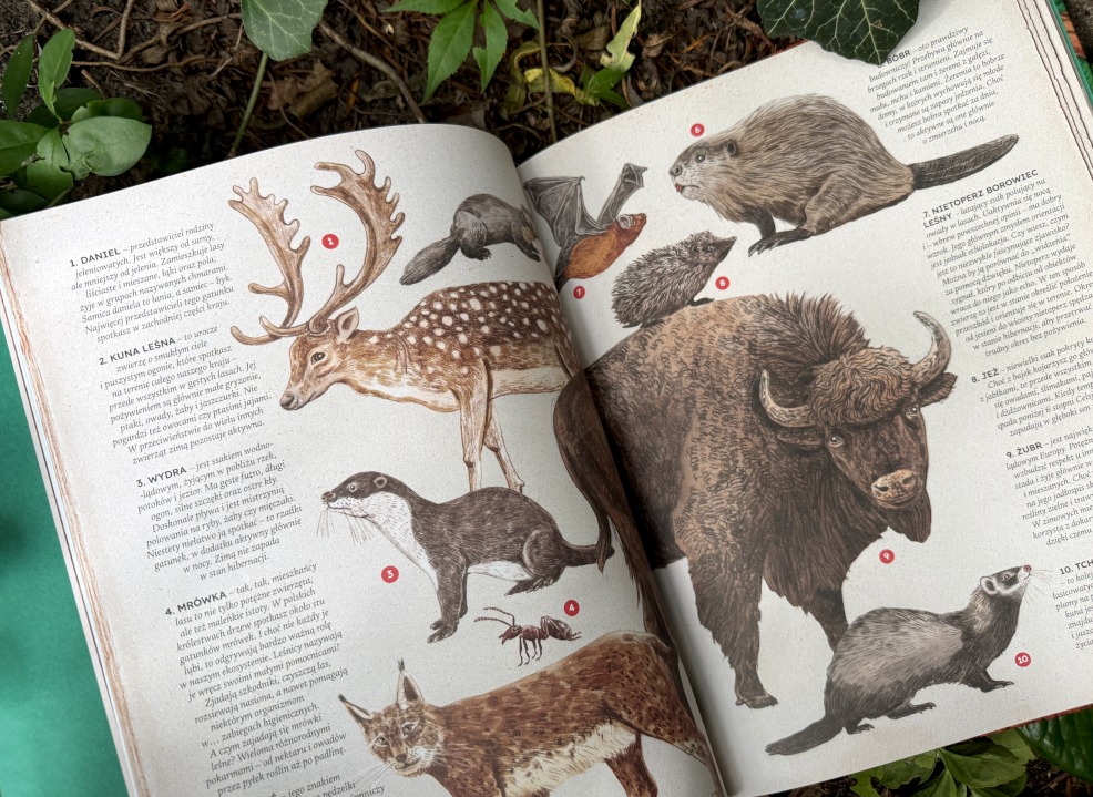 Rozkładówka książki Las Magia natury prezentująca ilustrowany atlas dzikich zwierząt leśnych