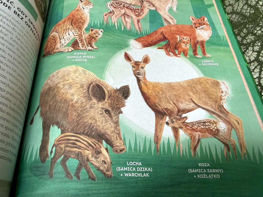 Ilustracje z książki Las Magia natury pokazujące dzika z warchlakiem oraz sarnę z koźlęciem